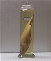 藏品(白鰱)的圖片